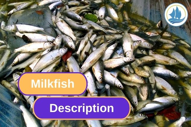 Milkfish Description